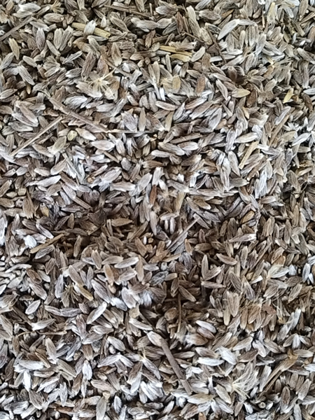 北蒼術(shù)種子